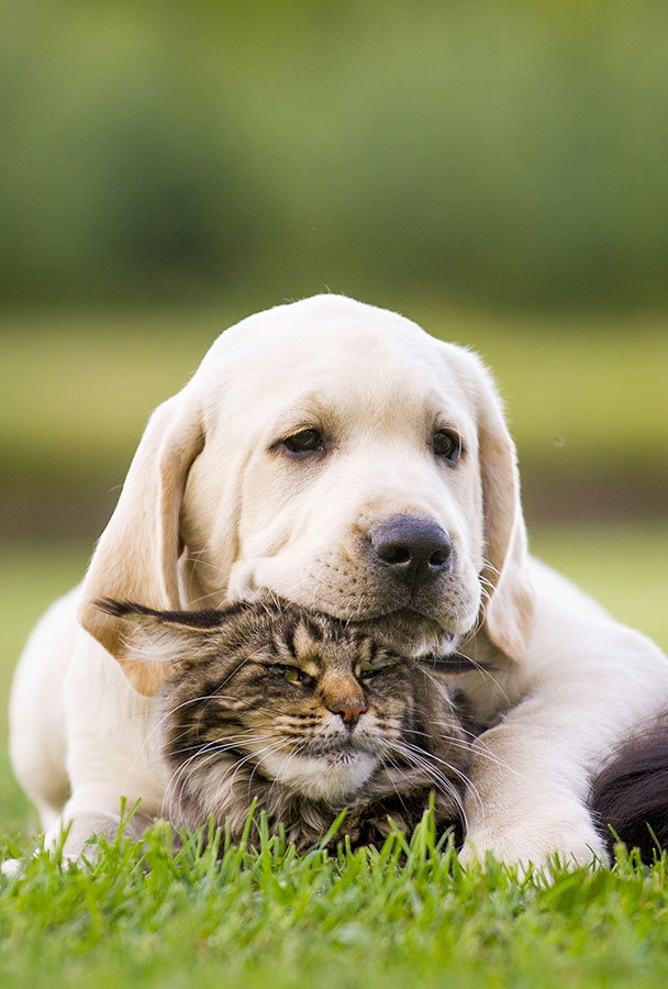 Hund und Katze