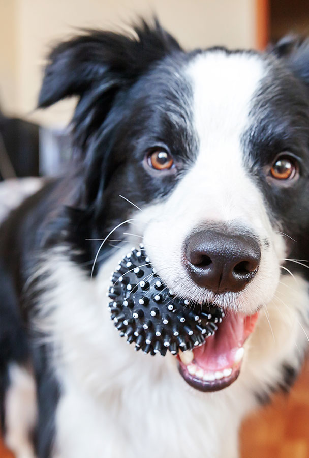 Hund mit einem Ball